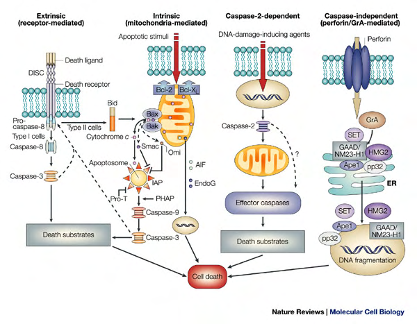 Ενδοκυτταρικά Μονοπάτια την ενεργοποίηση της αυτοπρωτεόλυσής τους και την απελευθέρωση στο κυτταρόπλασµα των κασπασών 8.