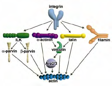 Εστίες Προσκόλλησης- Ιντεγκρίνες Οι ιντεγκρίνες αναγνωρίζουν και δεσµεύουν πρωτεΐνες που έχουν µια συγκεκριµένη αλληλουχία αµινοξέων.