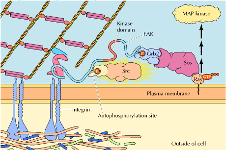 Εστίες Προσκόλλησης- Ιντεγκρίνες Εξωκυτταρικά σήµατα διέρχονται από τις ιντεγκρίνες προς την FAK Η αλληλεπίδραση της εξωκυτταρικής περιοχής µιας ιντεγκρίνης µε µια πρωτεΐνη ή πρωτεογλυκάνη της