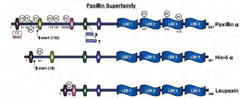 Paxillin Παξιλίνη, µια πρωτεΐνη συνδετήρας των εστιών προσκόλλησης.