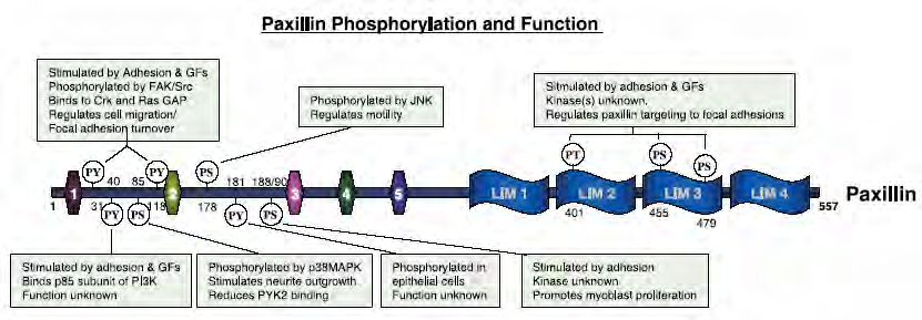 Paxillin µεταγωγής σηµάτων από την κυτταρική προσκόλληση και τους υποδοχείς των αυξητικών παραγόντων (Rozengurt et al., 1995, Schaller 2001, Turner 2000) (Εικόνα 46).