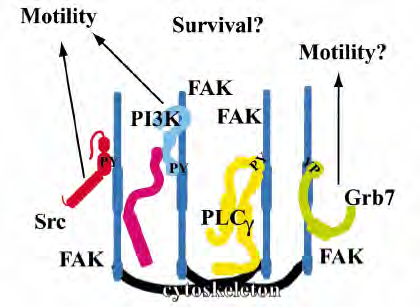 Κινάση Εστιακής Προσκόλλησης (FAK) αυτήν της θέσης 925 της FAK, φαίνεται ότι αυτό το αµινοξύ δεν εξυπηρετεί ως θέση πρόσδεσης για την πρωτεΐνη Grb2 επειδή υπάρχουν σηµαντικές διαφορές στα γειτονικά
