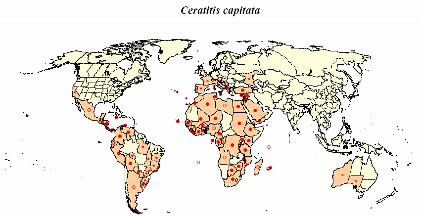 Έντοµα - Ceratitis capitata υγεία του, όπως στην περίπτωση της ελονοσίας που προκαλεί το κουνούπι, είτε στην οικονοµία και στην ευηµερία της κοινωνίας λόγω των καταστροφών που προκαλούν, σε είδη