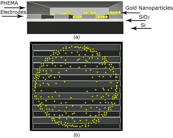Deposition of gold nanoparticles* by ink-jet printing Coffee ring effect