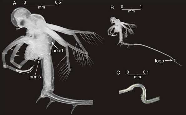 Cladoceran Water Flea Cercopagis pengoi Χρώµατος ανοιχτού γκρίζου και µήκους 1-2mm µε ουρά περίπου 1cm. Επιβιώνει εξίσου καλά σε αλµυρό και γλυκό νερό σε θερµοκρασίες +3 έως +38 C. (Gorokhova 2006).