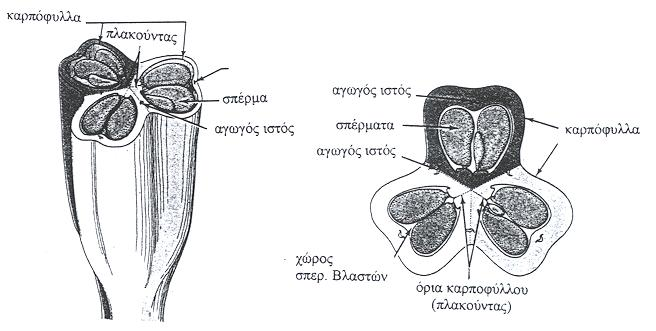 Εγκάρσια τομή ωοθήκης Lilium sp.