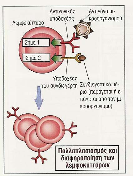 Και δεύτερο σήµα απαιτείται για την ενεργοποίηση των