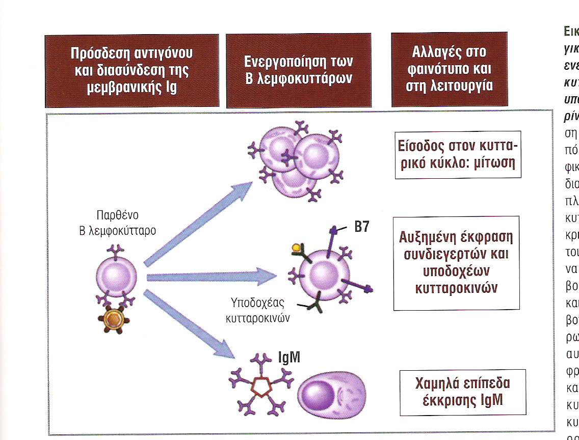 Οι λειτουργικές συνέπειες της ενεργοποίησης των Β κυττάρων (από αντιγόνο