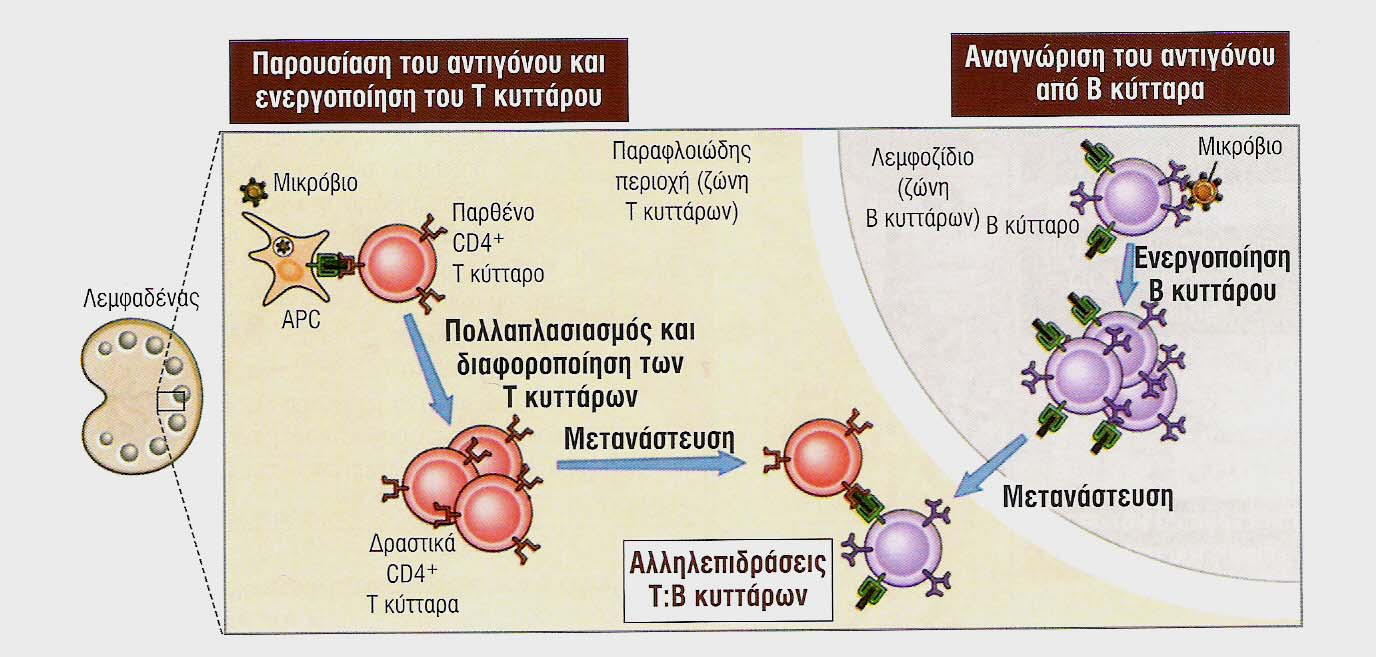 Οι αλληλεπιδράσεις βοηθητικών Τ