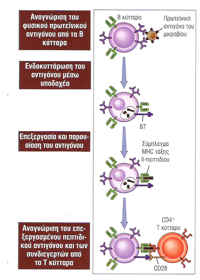 Η παρουσίαση του αντιγόνου από τα Β στα Τ Η κύτταρα Β κύτταρα: πολύ αποτελεσµατικά