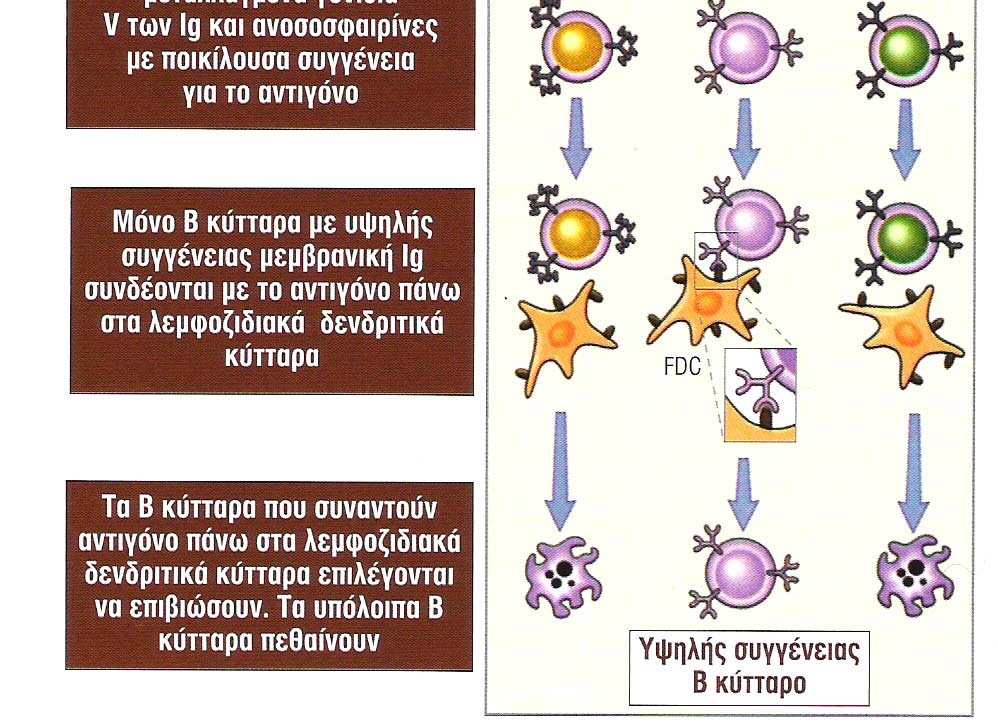 Σωµατική υπερµετάλλαξη και επιλογή των υψηλής συγγένειας Β κυττάρων