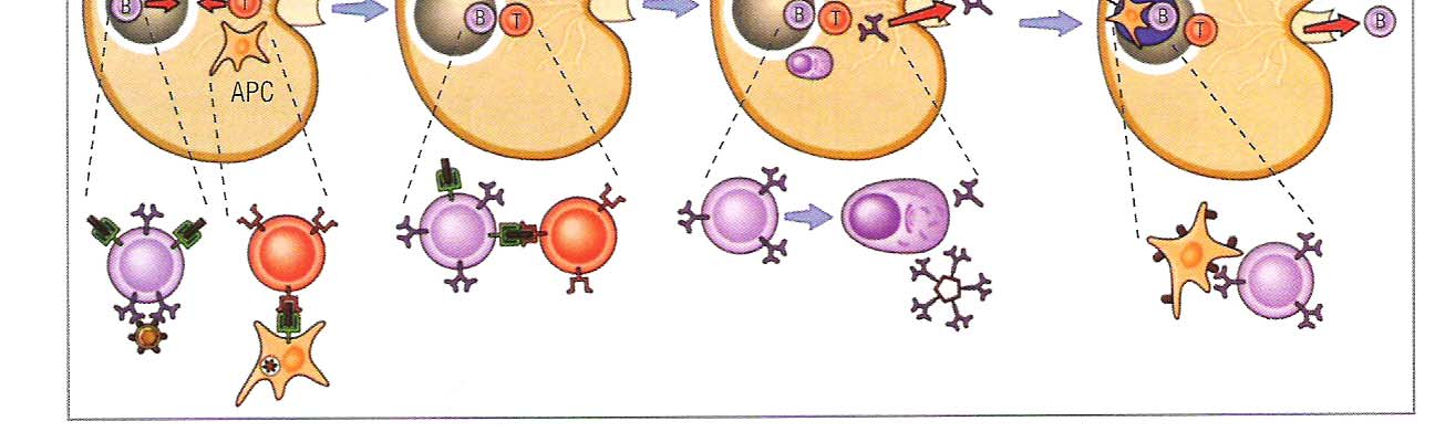 Η ανατοµία των χυµικών ανοσοαπαντήσεων Στο αίµα