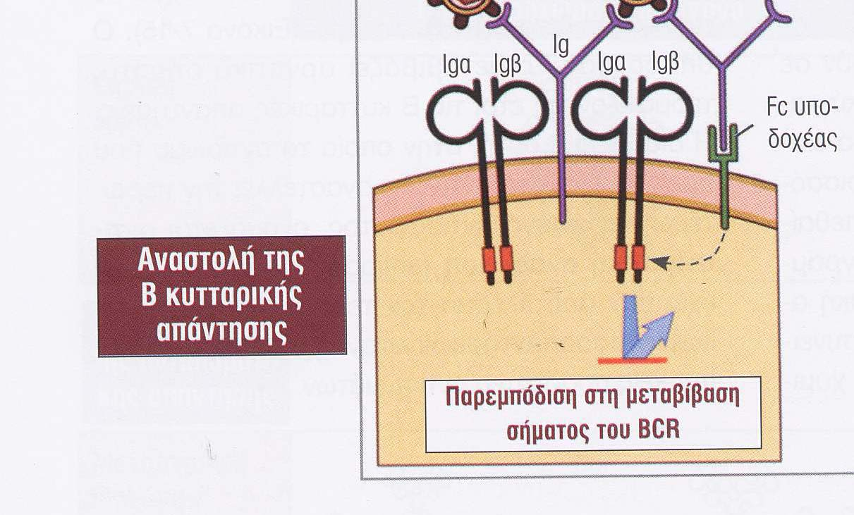 Μηχανισµοί αντισωµικής ανάδρασης Ο ρόλος των συµπλεγµάτων