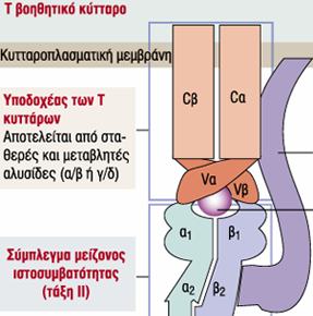 Τ κυτταρικός υποδοχέας, TCR Βρίσκεται στην επιφάνεια των Τ λεμφοκυττάρων και μαζί με συν-υποδοχείς (CD4 και CD8) σταθεροποιεί τη σύνδεση μεταξύ αντιγονοπαρουσιαστικών κυττάρων και Τ λεμφοκυττάρων,