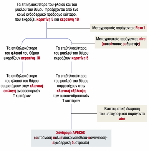 Ανάπτυξη θύμου aire : έκφραση ιστοειδικών αυτόαντιγόνων από τα