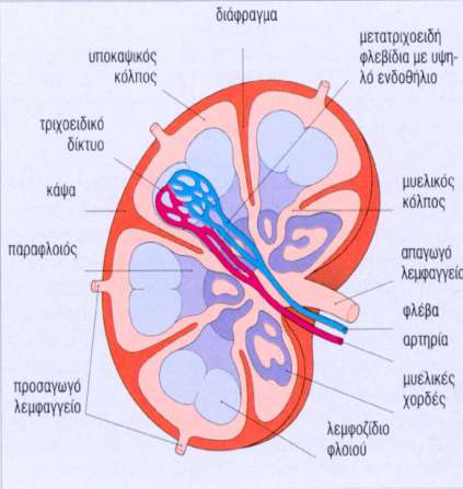 δίκτυο λεμφικών κόλπων, δίκτυο αιμοφόρων αγγείων, παρεγχυματώδες διαμέρισμα :
