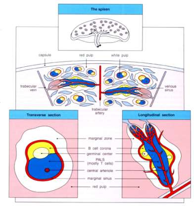 Λειτουργίες Σπληνός οργάνωση πρωτογενούς ανοσολογικής απάντησης, αντιγόνα εισέρχονται από το αίμα (λευκός πολφός), διήθηση