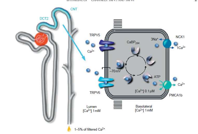 Η διακυτταρική μεταφορά ασβεστίου στο άπω νεφρώνα γίνεται σε 3 στάδια Αρχικά εισέρχεται στο κύτταρο μέσα από τασεοευαίσθητους διαύλους της κυτταρικής μεμβράνης (TRPV5 και TRPV6), ακολούθως συνδέεται