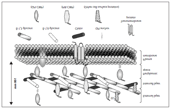 Τα κύτταρα του ζυμομύκητα Saccharomyces cerevisiae, περιβάλλονται από ένα άκαμπτο κυτταρικό τοίχωμα, το οποίο αποτελείται από γλυκάνες και μαννοπρωτεΐνες (Εικόνα 1.6.).