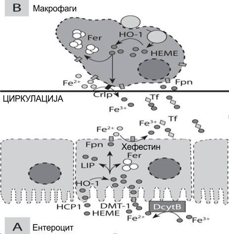 Илковска и сор. Хомеостаза на железо и улога на хепцидинот уверливо демонстрираа дека феритинот може сигурно да се открие во човечки серум [13].