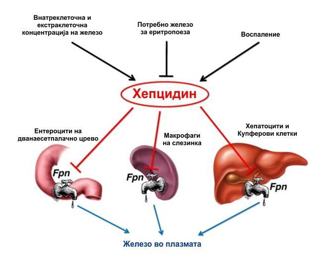 Илковска и сор. Хомеостаза на железо и улога на хепцидинот голем процент на цистеин 8 цистеина [69].