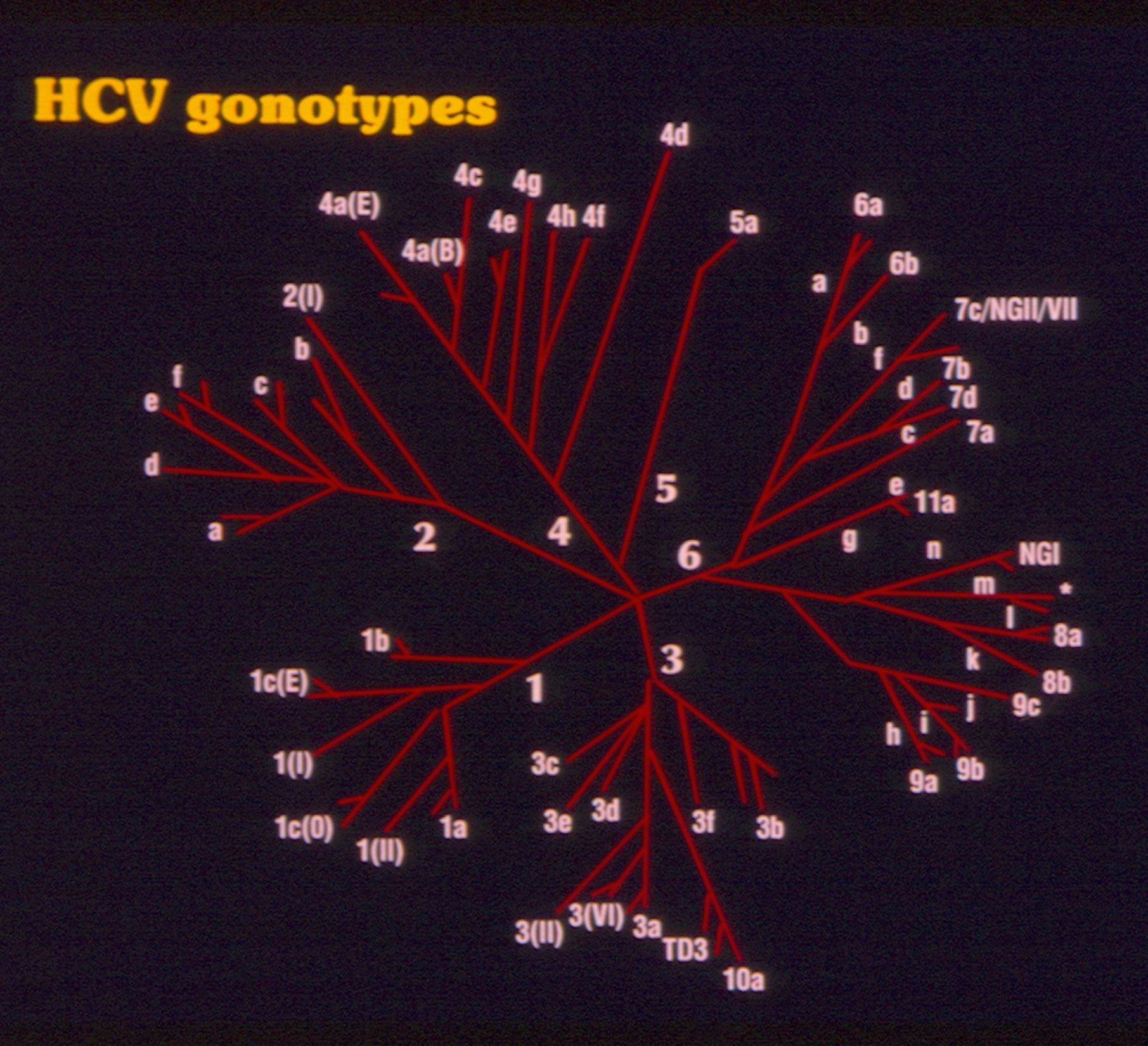 HCV