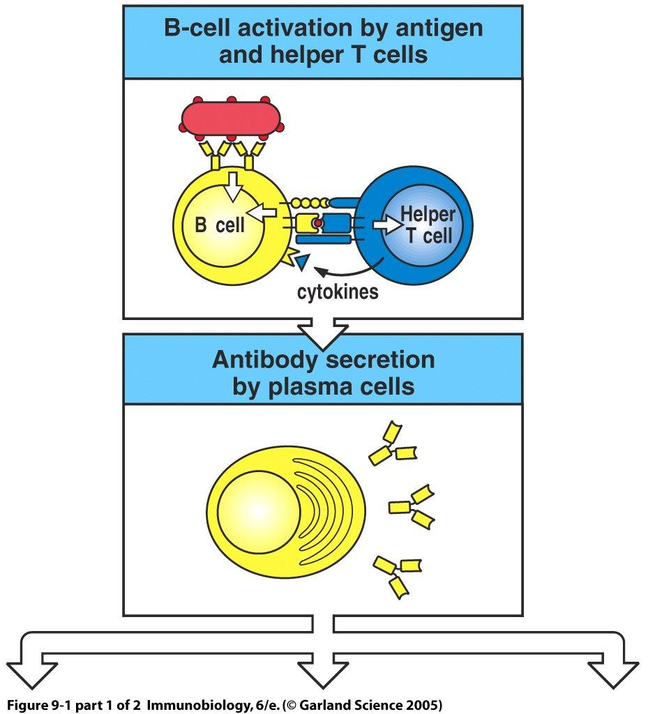 Immune Recognition of Tumor Antibodies recognize intact