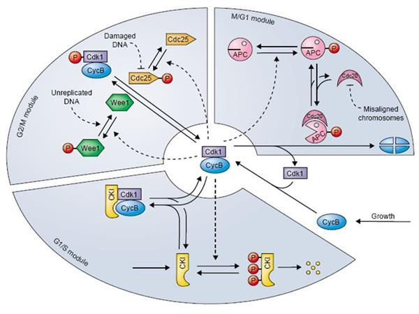 Η δράση του συμπλόκου Cdk1/Cyclin στη φάση S και στη φάση G2 είναι επίσης αναγκαία για να εμποδίσει έναν ακόμα γύρο αντιγραφής του DNA μέσα στον ίδιο κυτταρικό κύκλο.