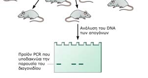Κατασκευή διαγονιδιακών ποντικών με μικροένεση.