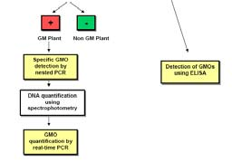 The European Network of GMO Laboratories (ENGL) is a unique platform of EU experts that play an eminent role in the development, harmonisation and standardisation of means and methods for sampling,