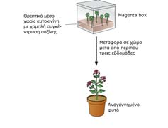 Διαμόλυνση με χρήση λιποσωμάτων. Μεταφορά DNA σε φυτικά κύτταρα Αναγέννηση φυτών από πρωτοπλάστες.