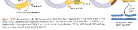 Για το φυτικό μετασχηματισμό: Οι T DNA αλληλουχίες αντικαθίστανται από τις επιθυμητές αλληλουχίες. Ένα δεύτερο πλασμίδιο που περιέχει τα vir γονίδια επιτρέπει τη κινητοποίηση του διαμορφωμένου T DNA.