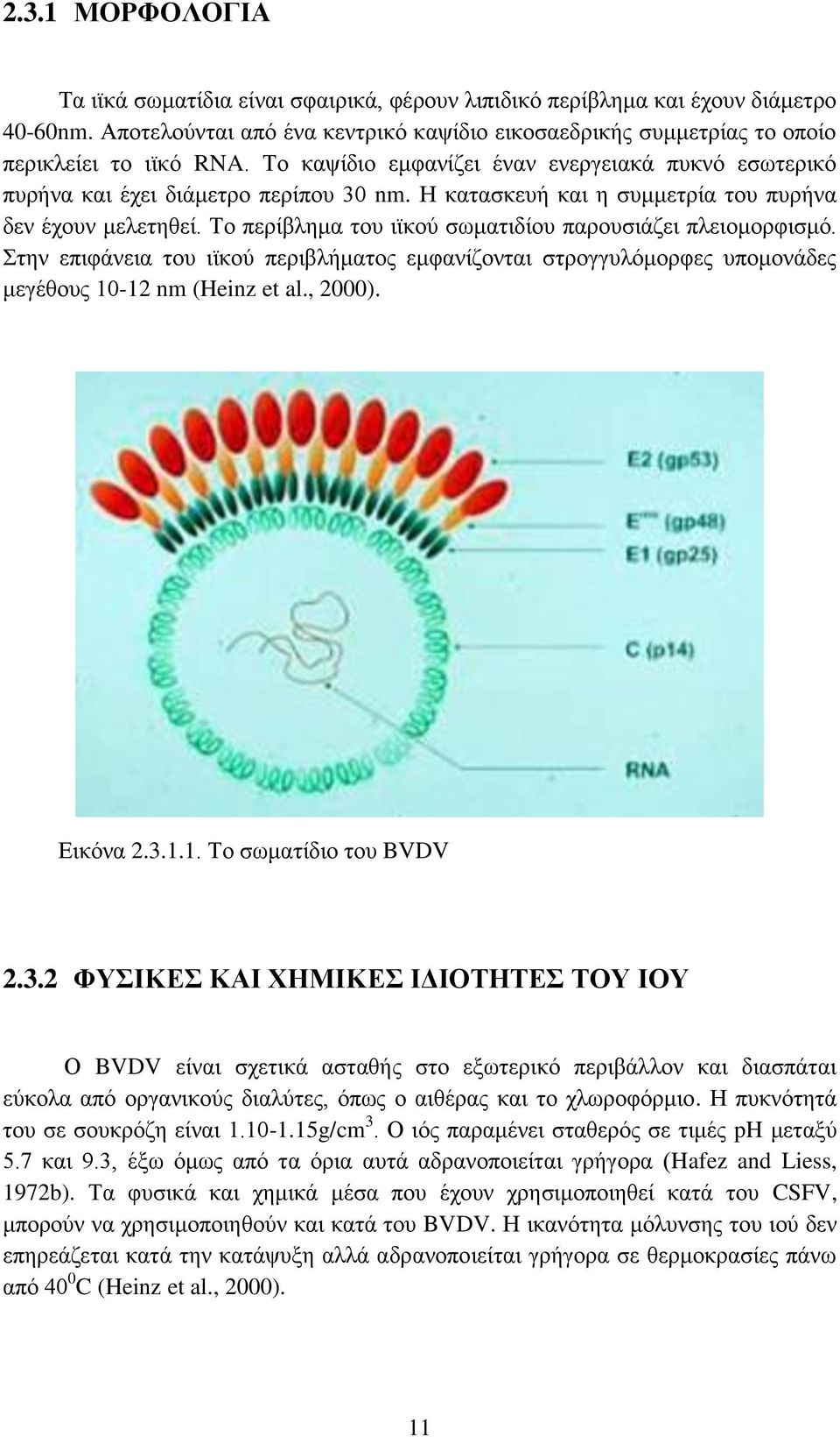 Σν πεξίβιεκα ηνπ ητθνχ ζσκαηηδίνπ παξνπζηάδεη πιεηνκνξθηζκφ. ηελ επηθάλεηα ηνπ ητθνχ πεξηβιήκαηνο εκθαλίδνληαη ζηξνγγπιφκνξθεο ππνκνλάδεο κεγέζνπο 10-12 nm (Heinz et al., 2000). Δηθφλα 2.3.1.1. Σν ζσκαηίδην ηνπ BVDV 2.