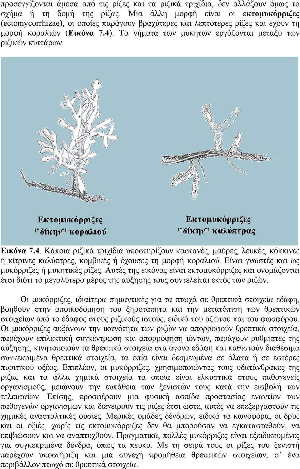 Τα νήματα των μυκήτων εργάζονται μεταξύ των ριζικών κυττάρων. Εικόνα 7.4.