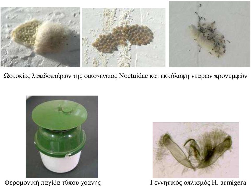 λεαξώλ πξνλπκθώλ Φεξνκνληθή παγίδα