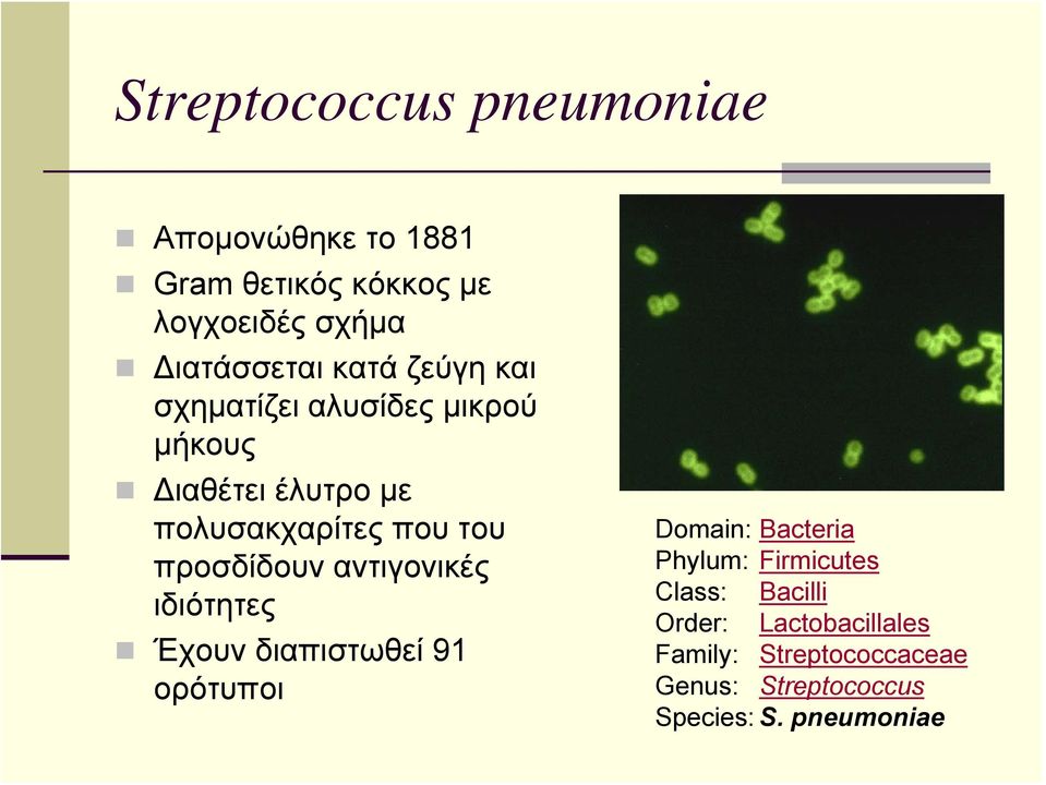 προσδίδουν αντιγονικές ιδιότητες Έχουν διαπιστωθεί 91 ορότυποι Domain: Bacteria Phylum: Firmicutes