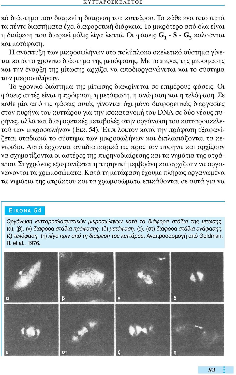 mε το πέρας της µεσ φασης και την έναρξη της µίτωσης αρχίζει να αποδιοργανώνεται και το σ στηµα των µικροσωλήνων. Tο χρονικ διάστηµα της µίτωσης διακρίνεται σε επιµέρους φάσεις.