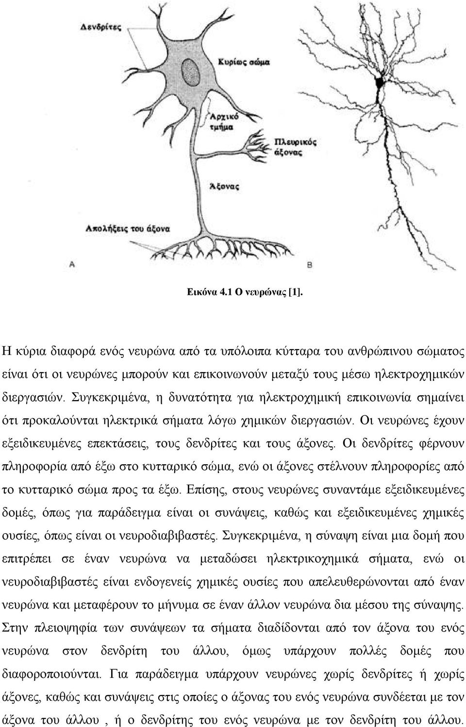 Οι νευρώνες έχουν εξειδικευμένες επεκτάσεις, τους δενδρίτες και τους άξονες.