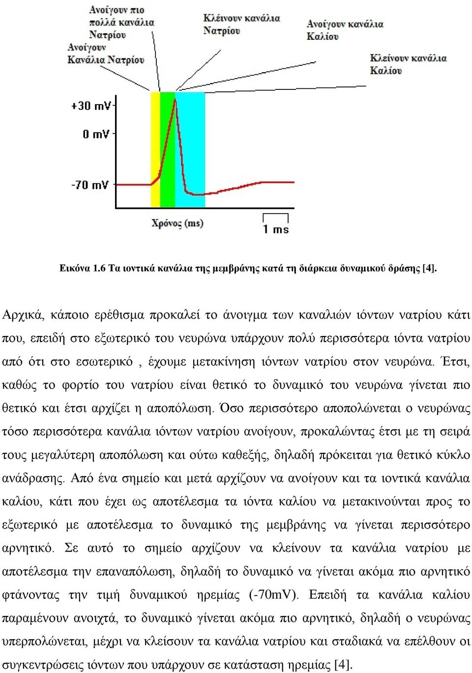 ιόντων νατρίου στον νευρώνα. Έτσι, καθώς το φορτίο του νατρίου είναι θετικό το δυναμικό του νευρώνα γίνεται πιο θετικό και έτσι αρχίζει η αποπόλωση.