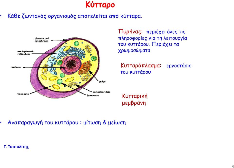 κυττάρου.