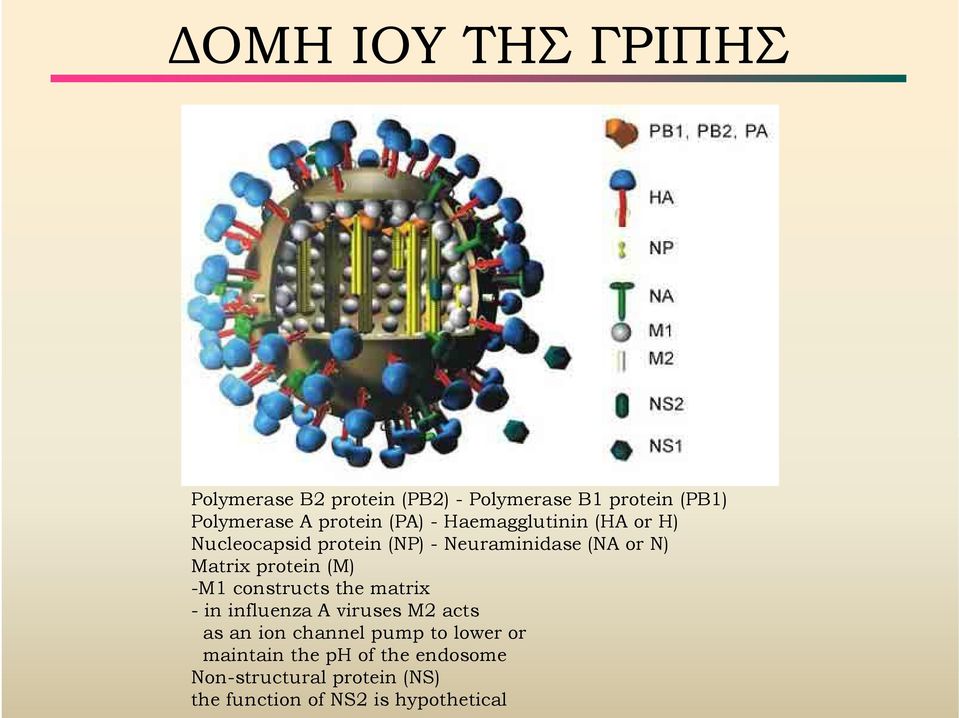 Matrix protein (M) -M1 constructs the matrix - in influenza A viruses M2 acts as an ion channel