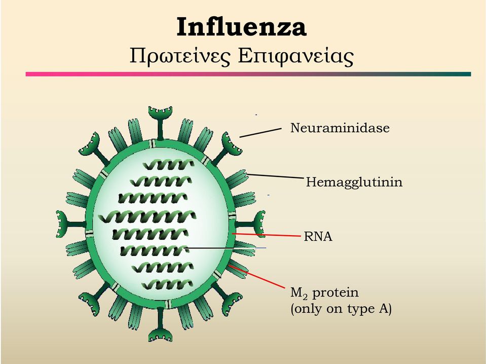 Neuraminidase