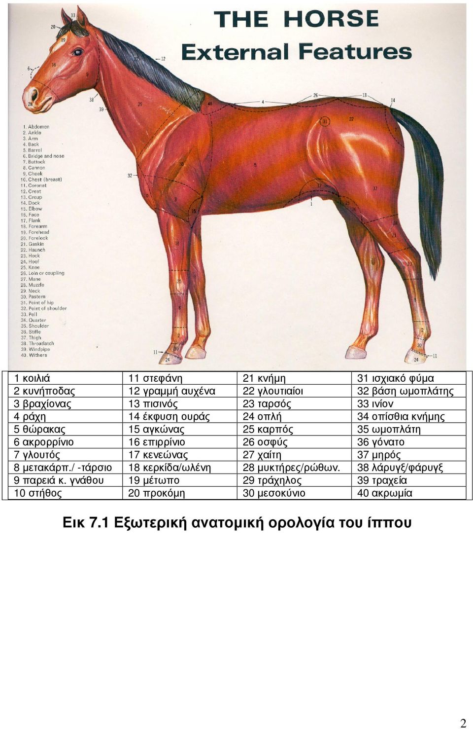 26 οσφύς 36 γόνατο 7 γλουτός 17 κενεώνας 27 χαίτη 37 µηρός 8 µετακάρπ./ -τάρσιο 18 κερκίδα/ωλένη 28 µυκτήρες/ρώθων.