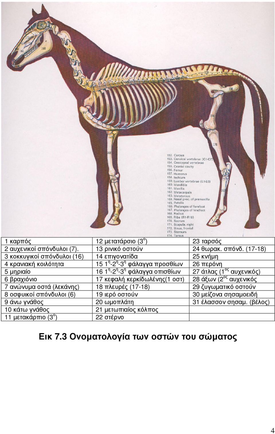 (17-18) 3 κοκκυγικοί σπόνδυλοι (16) 14 επιγονατίδα 25 κνήµη 4 κρανιακή κοιλότητα 15 1 η -2 η -3 η φάλαγγα προσθίων 26 περόνη 5 µηριαίο 16 1 η -2 η -3 η φάλαγγα