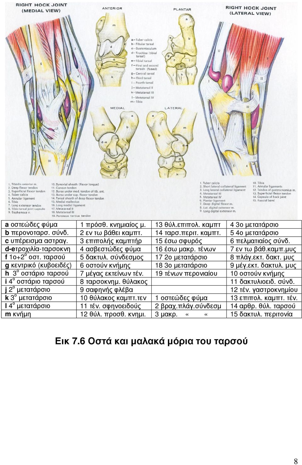 εκτ. δακτ. µυς g κεντρικό (κυβοειδές) 6 οστούν κνήµης 18 3ο µετατάρσιο 9 µέγ.εκτ. δακτυλ. µυς h 3 ο οστάριο ταρσού 7 µέγας εκτείνων τέν.