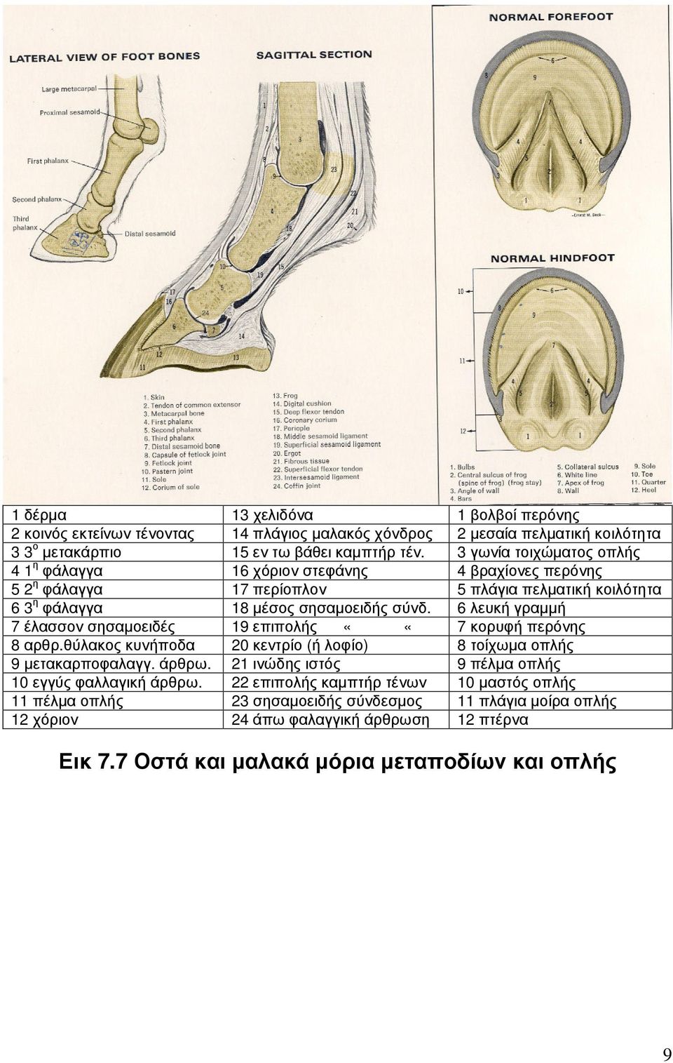 6 λευκή γραµµή 7 έλασσον σησαµοειδές 19 επιπολής ««7 κορυφή περόνης 8 αρθρ.θύλακος κυνήποδα 20 κεντρίο (ή λοφίο) 8 τοίχωµα οπλής 9 µετακαρποφαλαγγ. άρθρω.
