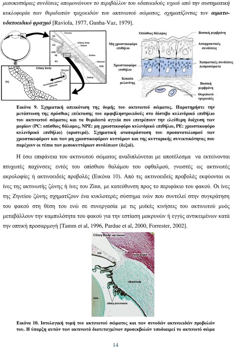 Παξαηεξήζηε ηελ κεηάπησζε ηεο πξφζζηαο επέθηαζεο ηνπ ακθηβιεζηξνεηδνχο ζην δίζηηβν θπιηλδξηθφ επηζήιην ηνπ αθηηλσηνχ ζψκαηνο θαη ηα ζπξηδσηά αγγεία πνπ επηηξέπνπλ ηελ ειεχζεξε δηάρπζε ησλ κνξίσλ (PC: