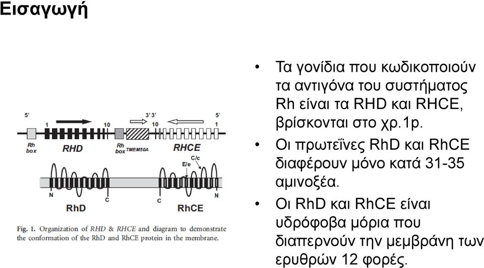 Οι πρωτεΐνες RhD και RhCE διαφέρουν μόνο κατά 31-35 αμινοξέα.