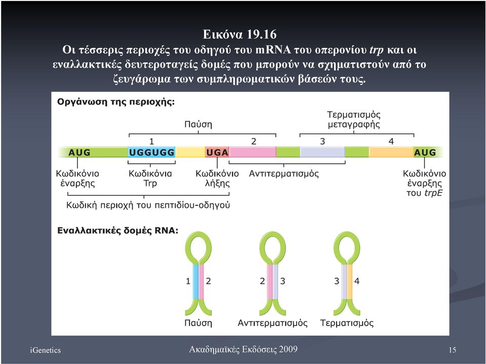 οπερονίου trp και οι εναλλακτικές δευτεροταγείς