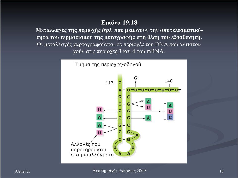 αποτελεσματικότητα του τερματισμού της μεταγραφής στη θέση